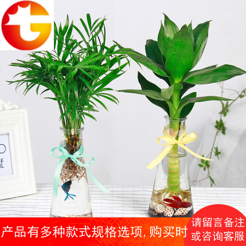 L水培植物生态瓶椰子办公室绿植富贵竹创意微景观迷你小盆栽