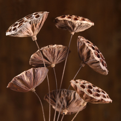 天然干莲蓬禅意干花原生态田园莲蓬装饰干花真花花束拍摄艺术造型