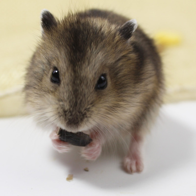 小仓鼠活体宠物三线紫仓布丁银狐送运输笼金丝熊家养情侣鼠奶茶三线1