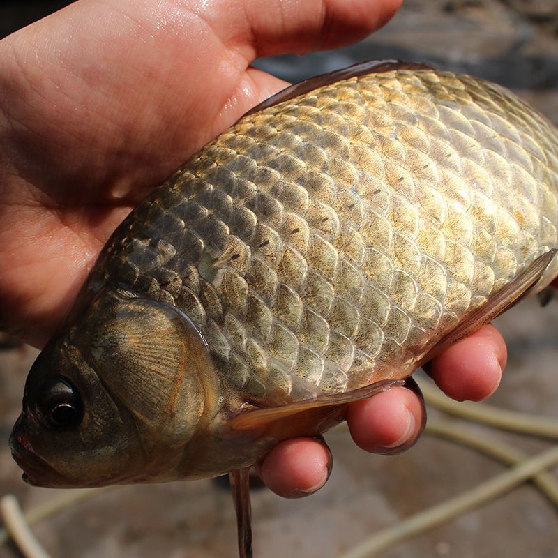 野生鲫鱼新鲜活体鱼孕妇月子下奶炖汤儿童中老年人补钙现杀淡水鱼野生
