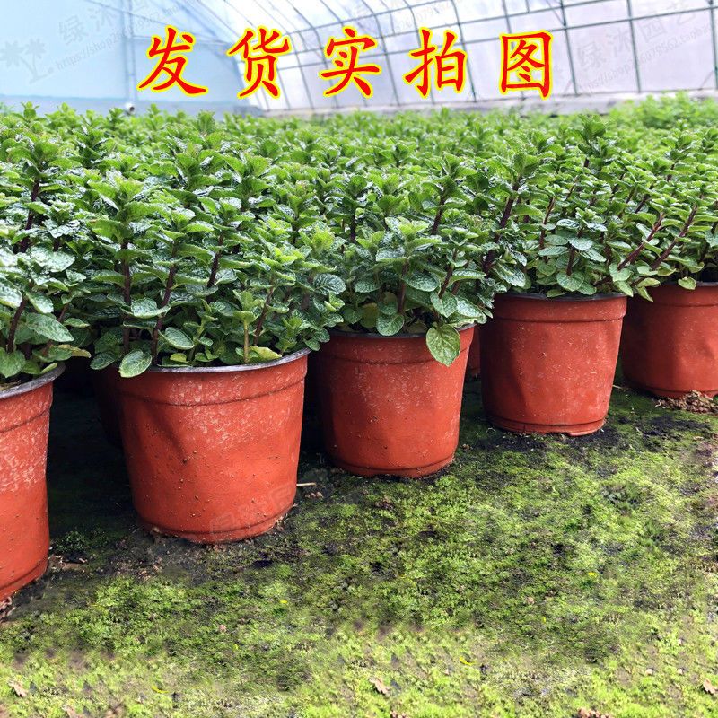 柠檬薄荷盆栽可食用薄荷叶苗驱蚊草水培好养花卉室内留香观叶植物