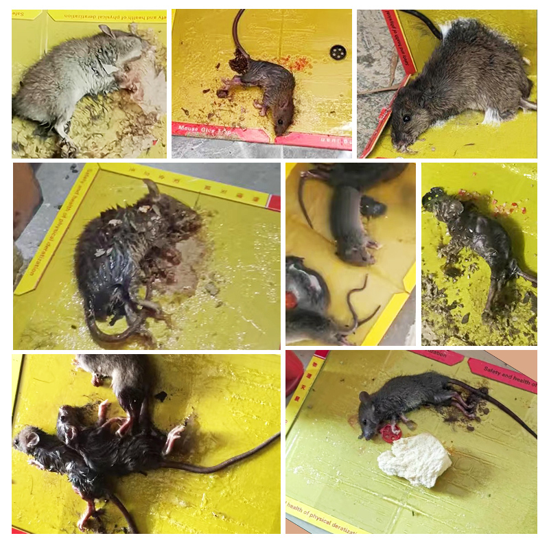 [补贴10%]30本强力粘鼠板 强力粘鼠板捉粘大老鼠沾胶抓灭鼠笼捕鼠夹神器正品家用一窝端高清大图