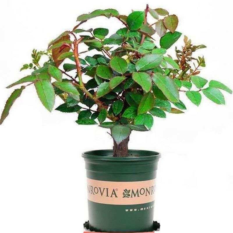 沐瑾园艺用品玫瑰花苗老根大花月季花卉绿植庭院室内盆栽观花植物四季开花 价格图片品牌报价 苏宁易购绿植园艺苏宁自营旗舰店