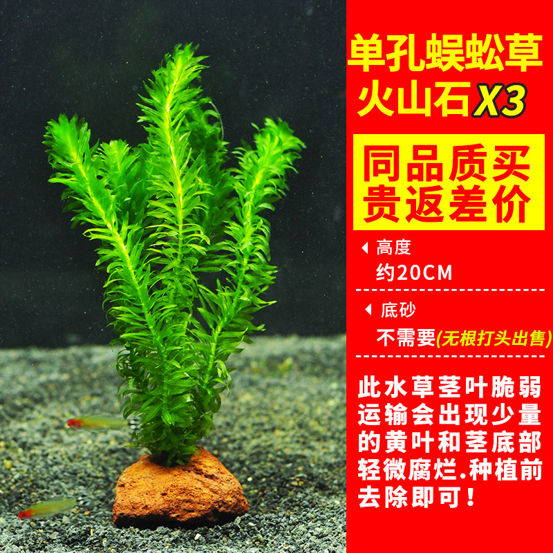 绿菊水草植物鱼缸造景真草水草缸净化造氧懒人套餐阴性蜈蚣草定绿 均码 优质蜈蚣草火山石买1组发3组15-21颗尝鲜限购仅限3天