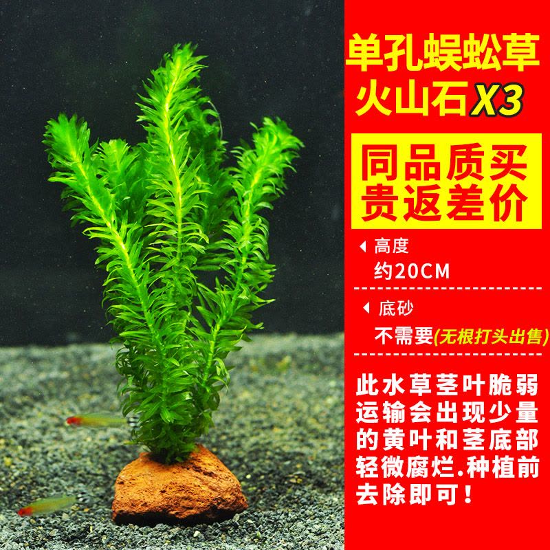 绿菊水草植物鱼缸造景真草水草缸净化造氧懒人套餐阴性蜈蚣草定植图片