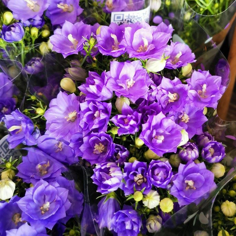 图书其它园艺报价_参数_图片_视频_怎么样_问答-苏宁易购