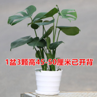 古达龟背竹植物大盆栽摆件卧室室内客厅仙洞龟水培绿植