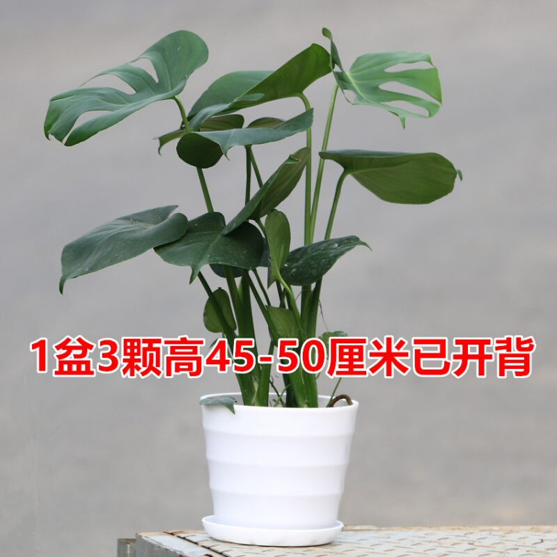 古达龟背竹植物大盆栽摆件卧室室内客厅仙洞龟水培绿植