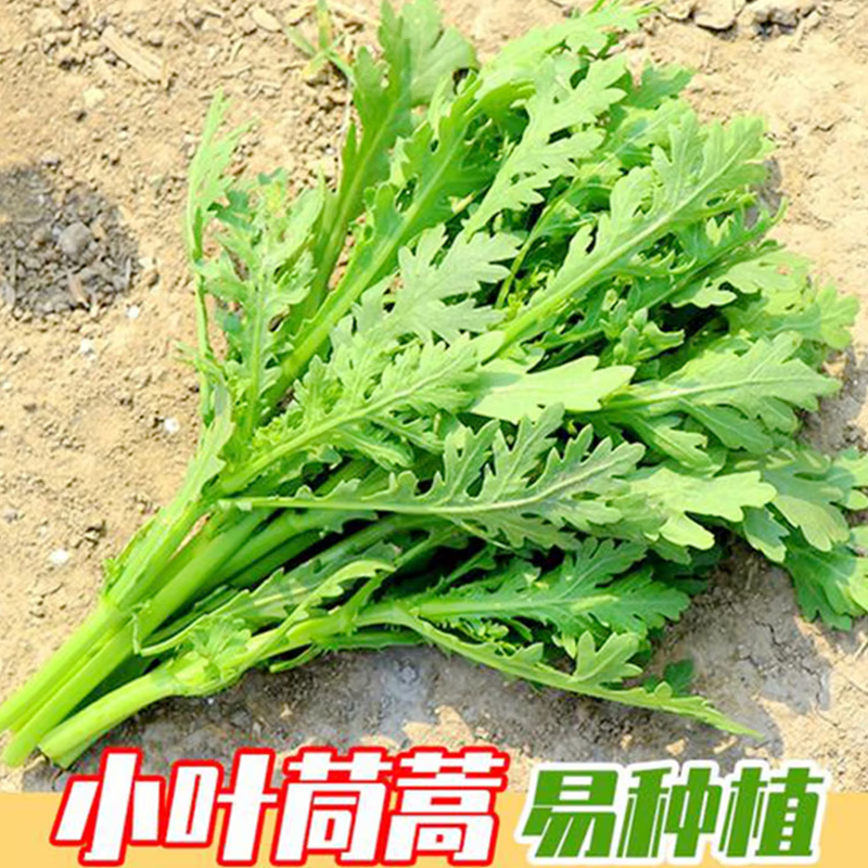 小叶茼蒿种子 1000粒/包