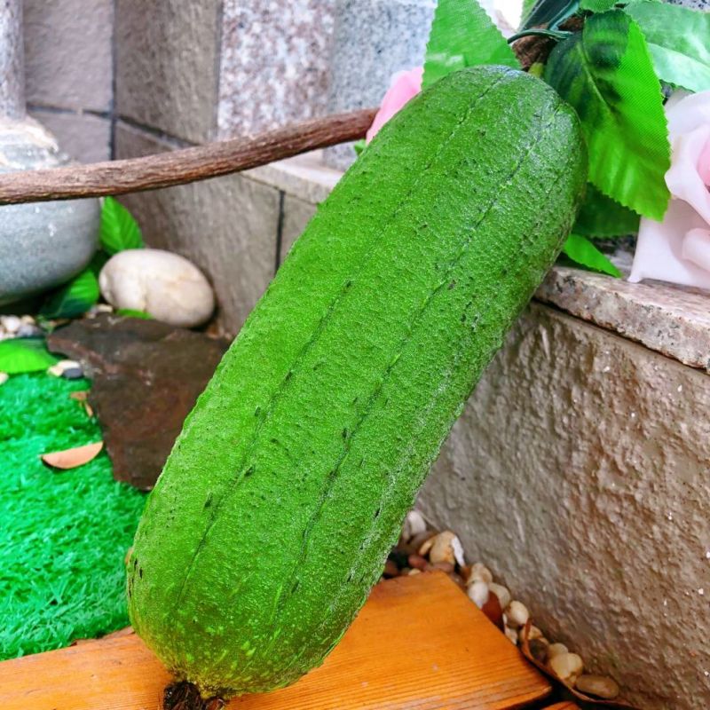 肉丝瓜新鲜蔬菜台湾短棒肉丝瓜农家无公害有机孕妇下奶现摘现发视频