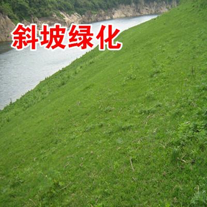 美外 草坪种子 护坡草籽草皮种子庭院免修剪耐寒草坪草绿化工程 耐寒耐旱四季青K88高清大图
