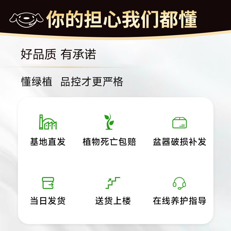 是尚 天堂鸟绿植 一瓶高清大图