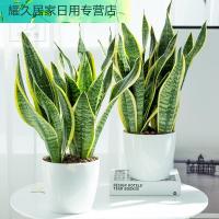 虎皮兰室内盆栽吸甲醛植物室内净化空气大虎尾兰绿植金边虎皮兰