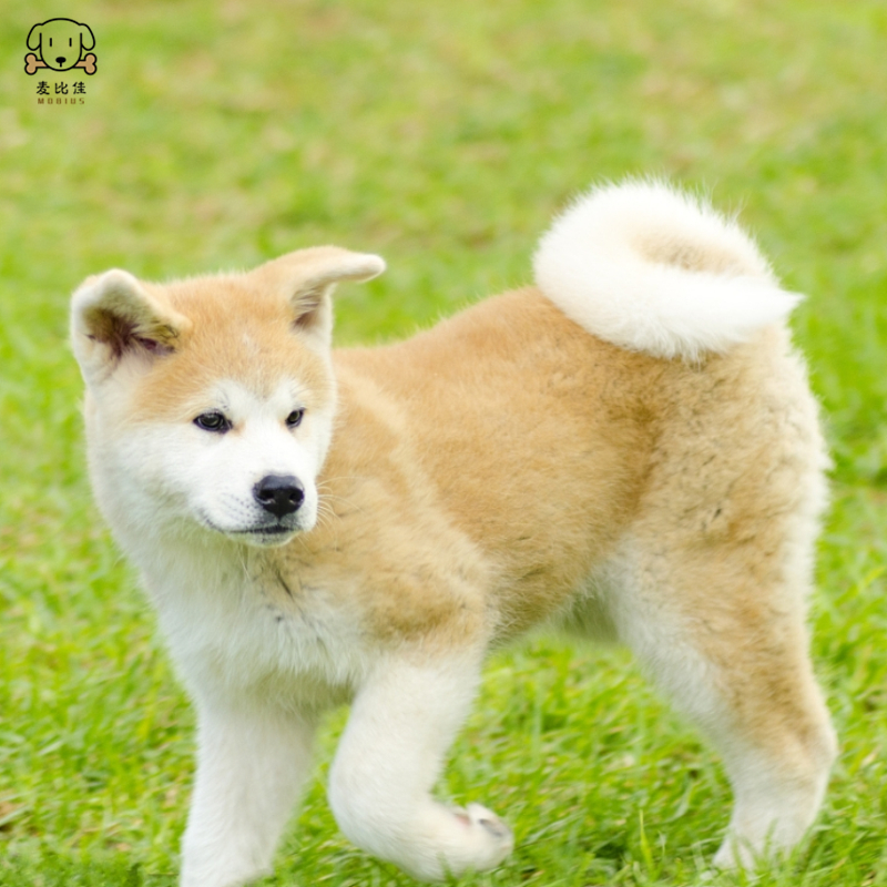 麦比佳 秋田犬幼犬 狗狗活体 纯种双血统级大型犬秋田宠物狗 大骨架赛级高品质日系秋田看家护院忠犬八公狗视频挑选高清大图