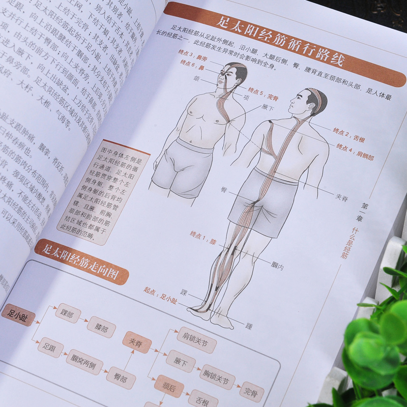 [正版]全3册图解十二经络调筋术图解书人体经络图解经络穴位按摩大全穴位图穴位书籍 图解手法高清大图