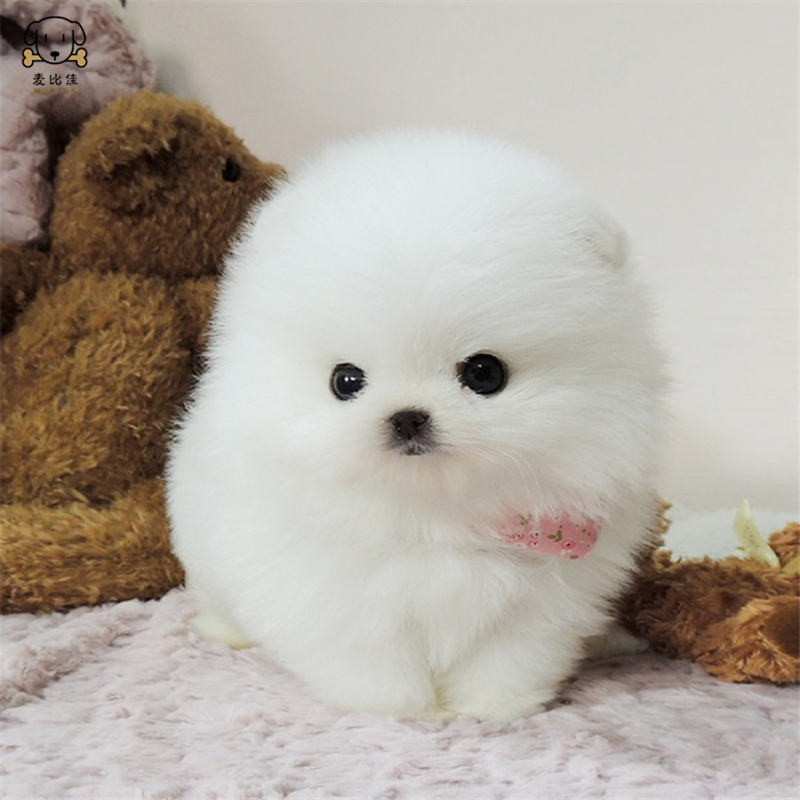 麦比佳狗狗活体 纯种博美犬幼犬哈多利系球体博美俊介狗长不大茶杯犬玩具型迷你袖珍博美宠物狗微小体杯子狗视频挑选高清大图