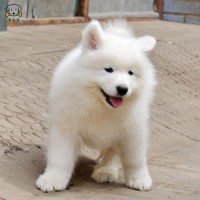麦比佳 萨摩耶犬幼犬 萨摩耶犬狗狗活体 纯种血统中大型雪橇犬萨摩大骨架熊版澳版微笑天使纯白色萨摩耶宠物狗高清大图