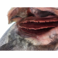 青岛黑头鱼 黑鱼 鲜活海鱼 新鲜豆腐鱼 猪嘴鱼 寨花鱼 航空空运1.5KG