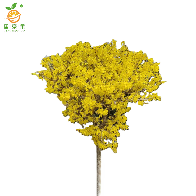 廷豪果 连翘球 冠幅120cm /棵高清大图