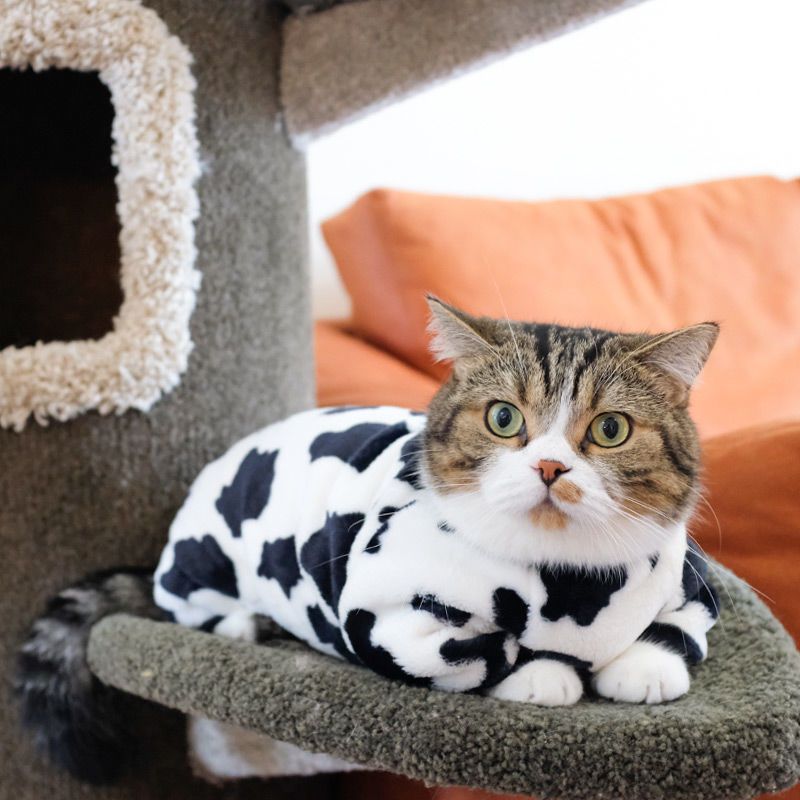 xs(建议2-4斤) 猫咪衣服奶牛变身保暖无毛小奶猫蓝猫四脚宠物加厚毛毛