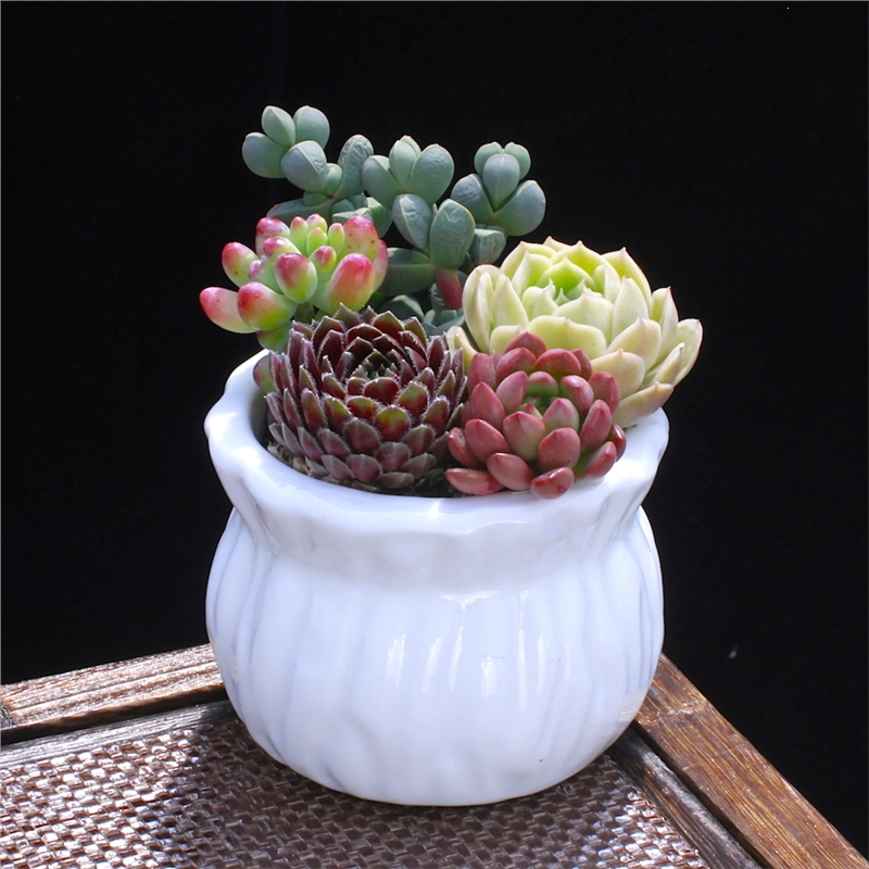 弹痕多肉植物组合盆栽新款肉肉绿植含盆土套餐室内花卉办公室