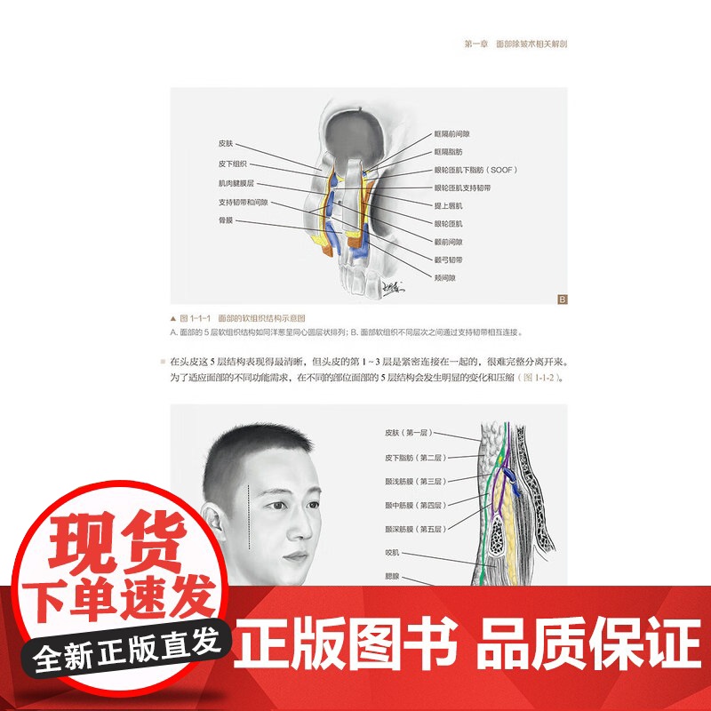 面部除皱术实战图解 张陈威 王志军主编 内容以面部除皱术手术为核心 紧密围绕面部除皱术手术阐述相关知识 另附样稿电子文档高清大图