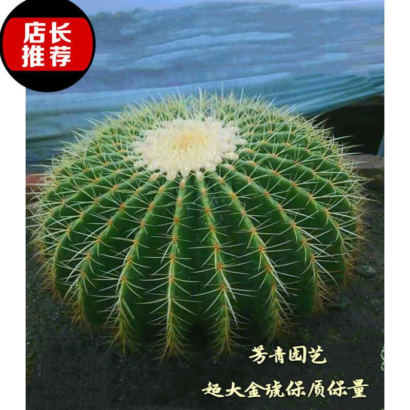 仙人球美国美虎仙人球狂刺办公室防辐射美虎仙人球盆栽 金虎7-8公分 裸根不带土
