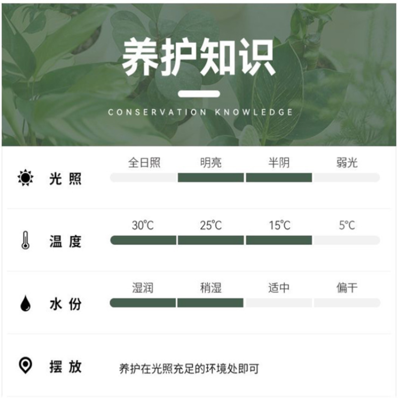 京京日上JingJingRS绿植盆栽摆件盆栽好养植物盆景四季常青 发财树甜甜圈盆+石子高清大图