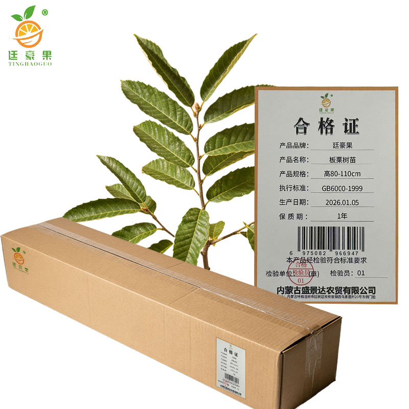 廷豪果 板栗树苗 高80-110cm 棵高清大图