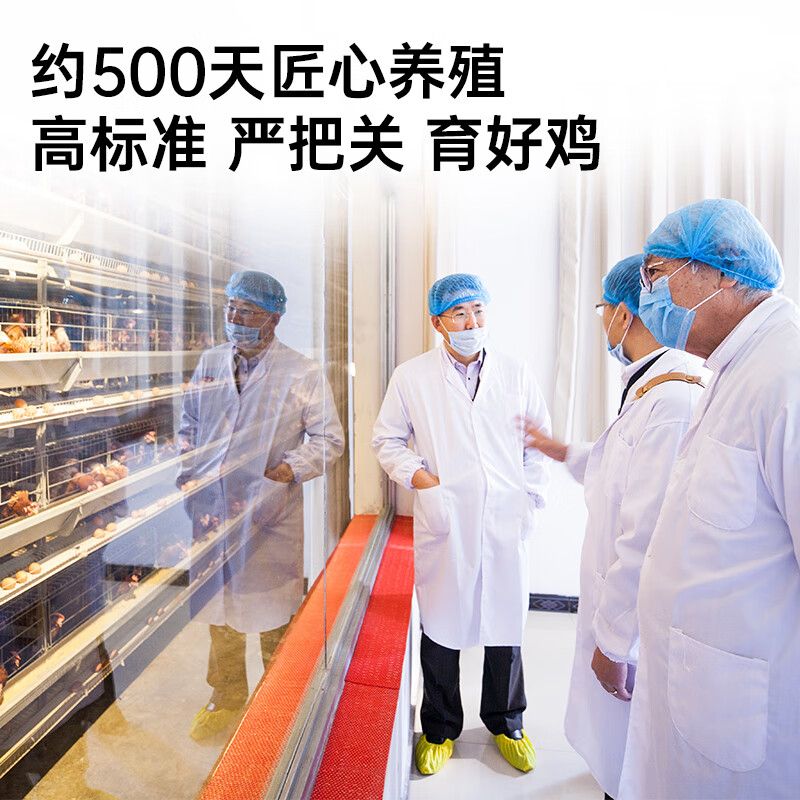黄天鹅 凤集安心老母鸡1.2kg/个高清大图
