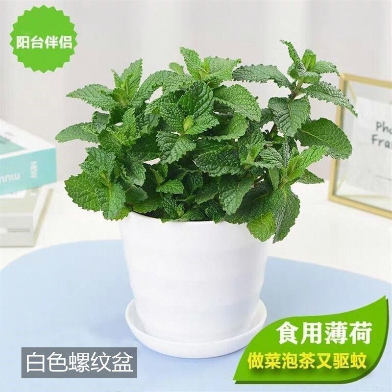 薄荷[白色螺纹盆] [2盆]送生根粉+肥料|薄荷盆栽可食用薄荷叶客厅阳台绿植室内花卉薄荷苗驱蚊草植物好养