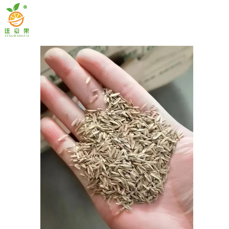 廷豪果 矮生百慕大草籽 绿化草坪种子 净籽 /千克高清大图