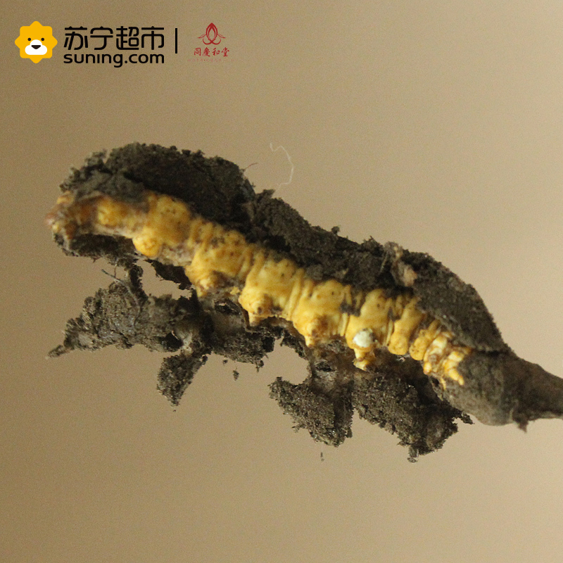 [5根起售][2018鲜草]同庆和堂 18年现挖新鲜冬虫夏草 1根 5根起拍 0.7克/根