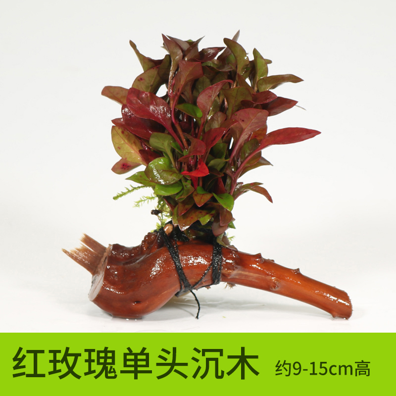 沉木水缸鱼缸装饰造景套餐小水榕类懒人新手真水椒植物 【单头】红玫瑰单头沉木 默认尺寸