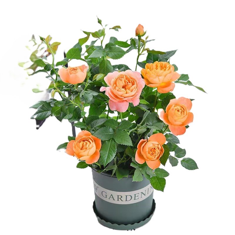 东方能展 花卉 月季花 4-6分枝 棵高清大图