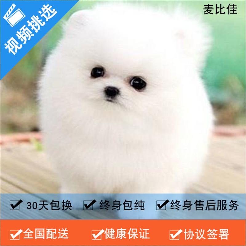 麦比佳 纯种哈多利系球体博美犬活体宠物 茶杯博美犬 日系俊杰双血统长不大的茶杯狗白色博美犬 赛级博美犬活体狗狗纯种博美犬高清大图