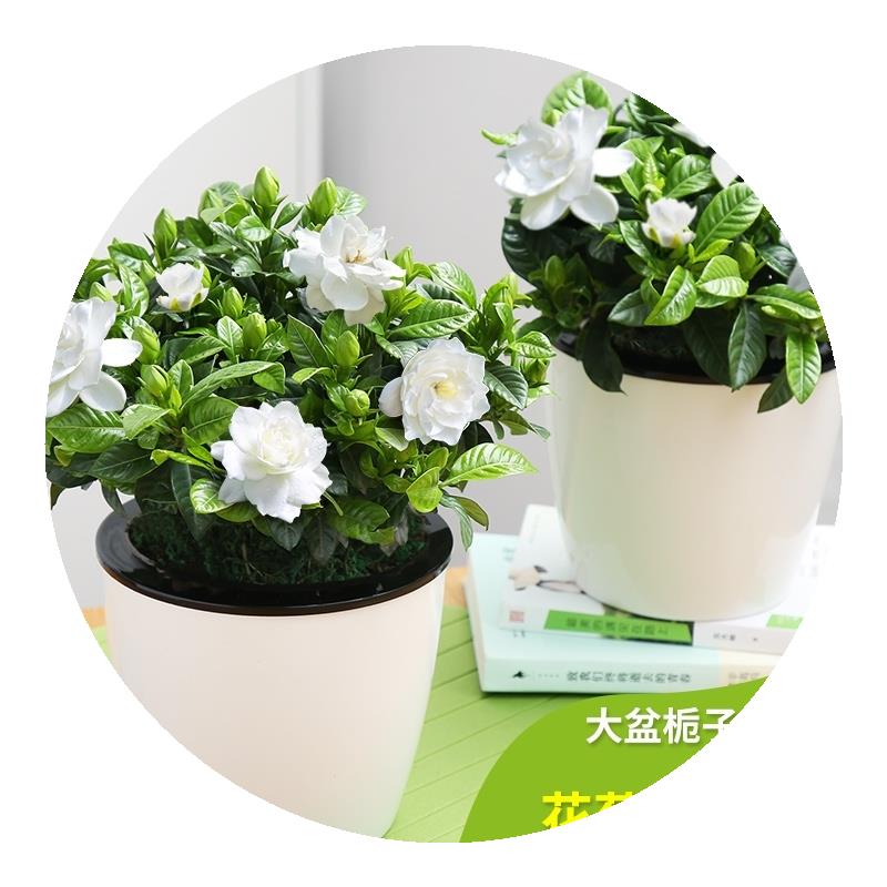 栀子花盆栽小叶独杆栀子花树苗牡丹大盆栽四季开盆景浓香型带花苞高清大图