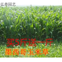 子暄 墨西哥玉米阔叶优12玉米种子产量高适口好耐旱耐贫瘠牧种子