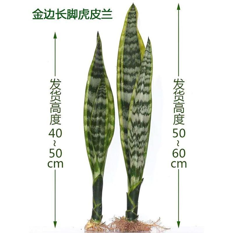 大金边虎皮兰盆栽室内客厅卧室大型绿植虎尾兰北欧植物吸甲醛 矮金边10-15cm 8颗 裸根不带土