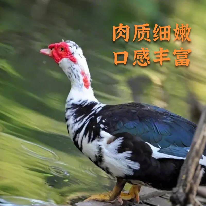 [苏鲜生推荐]三物纪 皖南红脸番鸭4.3-4.7斤/只 1只装 新鲜现杀 冷冻净膛竹林溪水河鸭高清大图