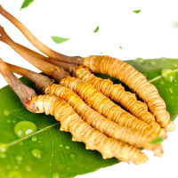 青源堂 新鲜冬虫夏草 2019年现挖虫草 0.7克/条 10条装