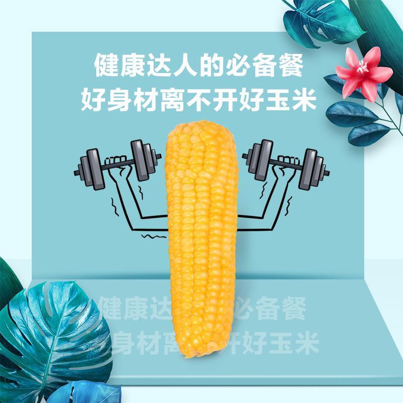 闲居人6支装约1.5kg 玉米 鲜食黄糯玉米棒 真空包装 东北查干湖粘玉米