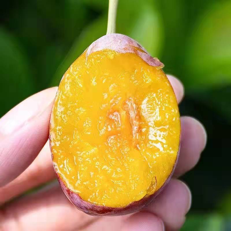 [五个农民]智利进口西梅季节限定 1kg装中果每斤约28个 进口李子新鲜水果