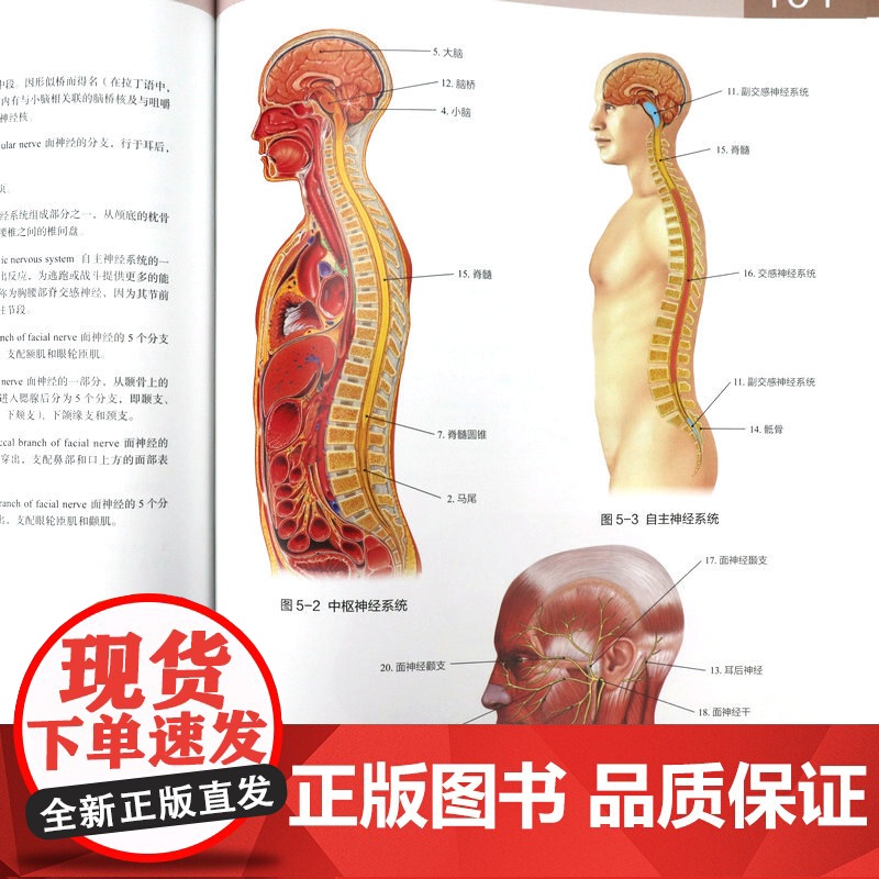 [精装]人体解剖学常用词图解 人体解剖学入门指导 解剖学术语释义词典图解涂色练习医学书籍奈特人体解剖学彩色图谱书籍高清大图