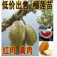 盆栽地栽果树苗泰国金枕头榴莲苗红肉黄肉榴莲树苗南北方种植