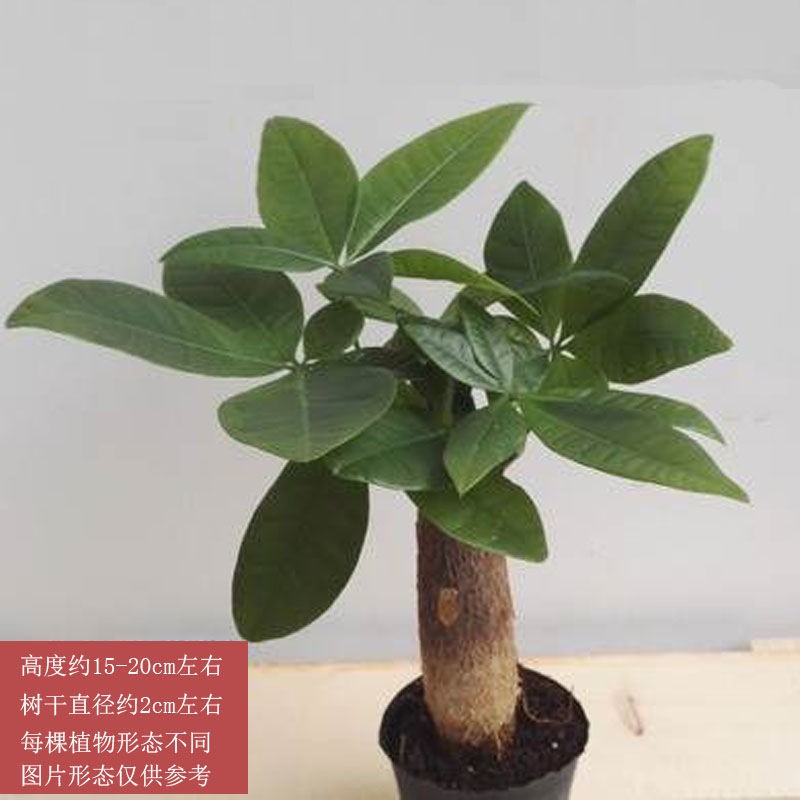 单杆精品原育苗盘+赠 裸根不带土 发财树摆客厅大棵盆栽室内桌面办公室花卉小盆景苗好养植物