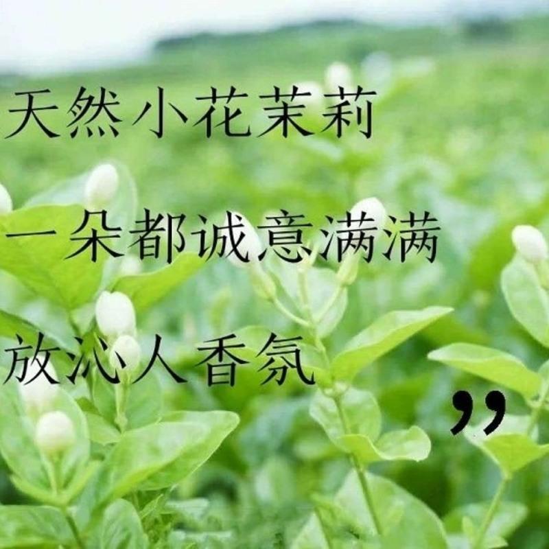 茉莉花瓣冻膜祛黄抗衰老补水保湿淡化细纹嫩肤面膜孕妇敏感肌可用 100ml
