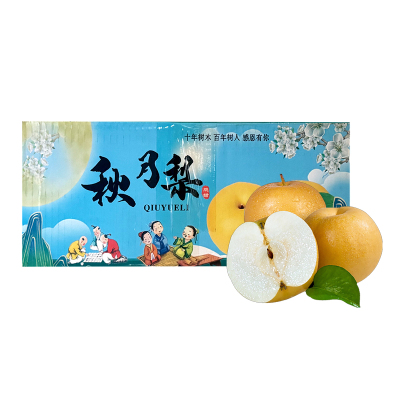 彩箱装【熊猫鸟】新鲜山东秋月梨 净重4.5斤单果250g+ 新鲜当季水果 现摘现发 香甜可口