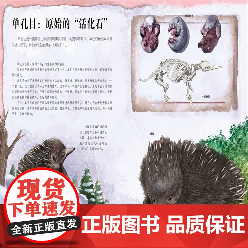 生命简史 穿越地球46亿年 探索哺乳动物 6-12-15岁儿童中小学生青少年科普读物 宇宙起源地球形成生命诞生史前世界探高清大图