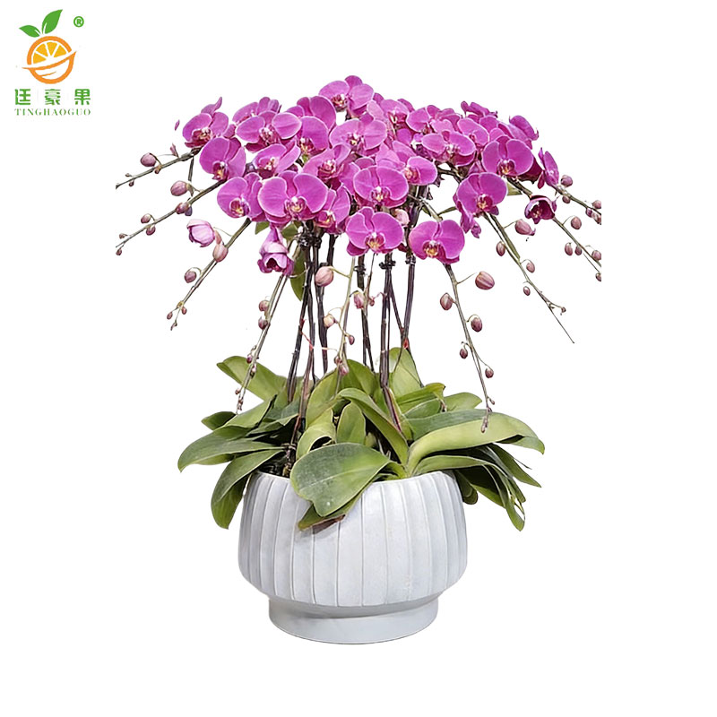 廷豪果 蝴蝶兰盆栽 高1m左右 盆高清大图